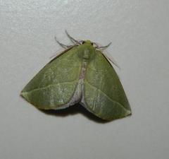 Drepanogynis algoaria