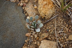 Physaria kingii kingii