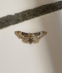 Idaea filicata