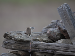 Urocitellus townsendii