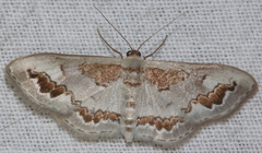 Dithalama cosmospila