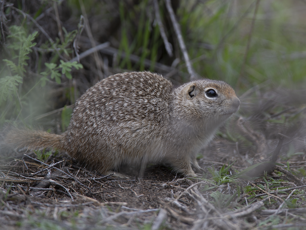 Washington Ground Squirrel (Squirrels & Chipmunks of the US) · iNaturalist