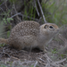Washington Ground Squirrel - Photo (c) TonyP_PNW, some rights reserved (CC BY-NC), uploaded by TonyP_PNW