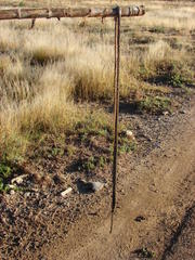 Microchaetus klopperi