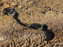 Microchaetus klopperi