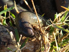Microchaetus klopperi