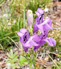 Penstemon pseudoputus