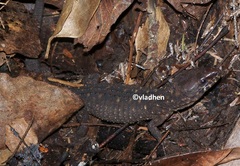 Lepidophyma smithii