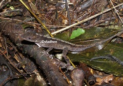 Anolis macrophallus
