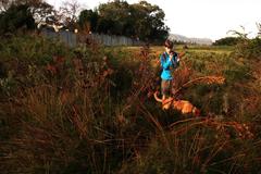 Leucadendron macowanii