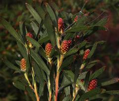 Leucadendron macowanii