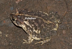Incilius coccifer