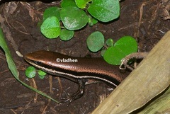 Marisora brachypoda