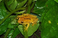 Dendropsophus robertmertensi