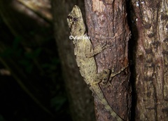 Anolis serranoi