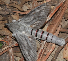 Endoxyla edwardsorum