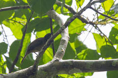 Eurillas ansorgei