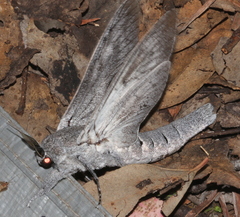 Endoxyla edwardsorum