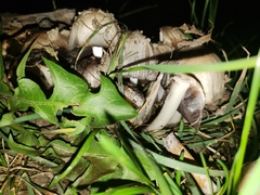 Coprinopsis atramentaria