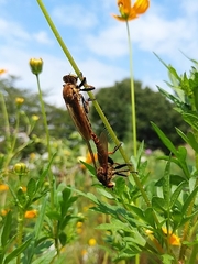 Cophinopoda chinensis