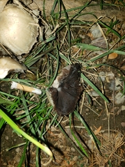 Coprinopsis atramentaria