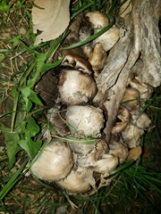 Coprinopsis atramentaria