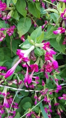 Mirabilis jalapa