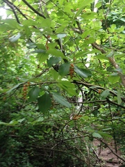 Citharexylum berlandieri