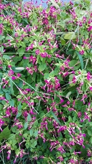 Mirabilis jalapa