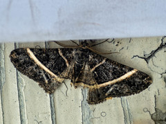 Harutalcis vialis