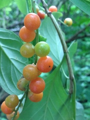 Citharexylum berlandieri