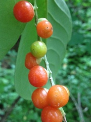 Citharexylum berlandieri