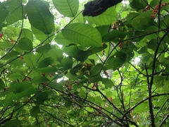 Citharexylum berlandieri