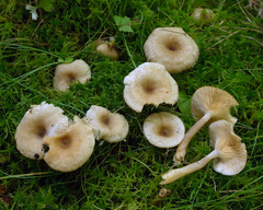 Lactarius griseus