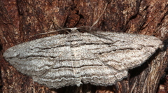 Euphronarcha leptodesma