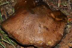Dicranophora fulva image