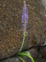 Spetaea lachenaliiflora