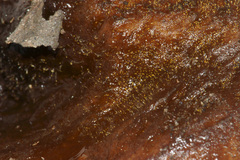 Dicranophora fulva image