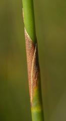 Nevillea obtusissima