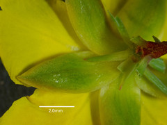 Hibbertia calycina