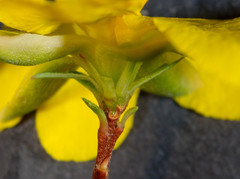 Hibbertia calycina