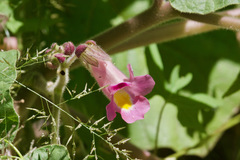 Proboscidea louisianica