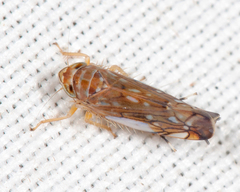 Scaphoideus paludosus