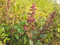 Chenopodium ficifolium