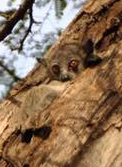 Lepilemur leucopus