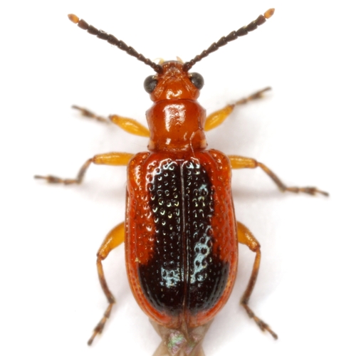 Neolema ovalis