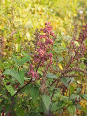 Chenopodium ficifolium