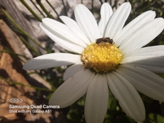 Halictus ligatus