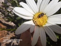Halictus ligatus
