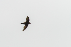 Apus horus fuscobrunneus